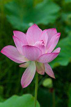 xs đại phát mb