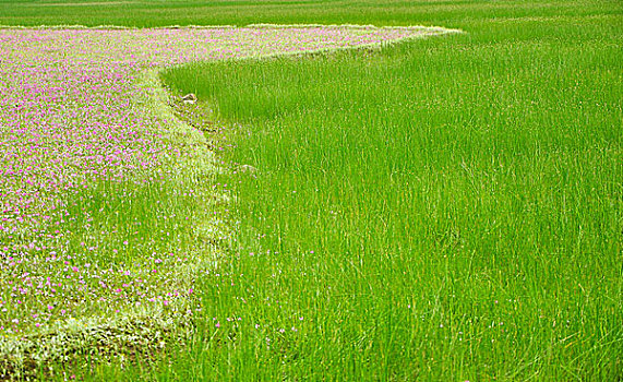 cầu bạch thủ long an