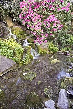 soi cau mien phi rong bach kim