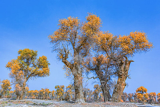 cầu bạch thủ